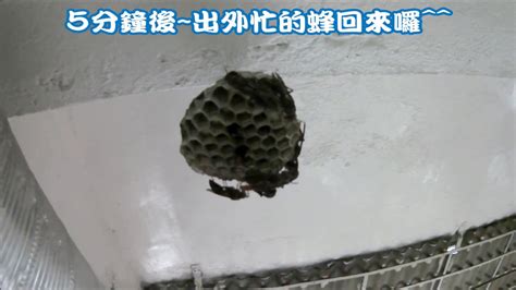 蜜蜂死在陽台風水